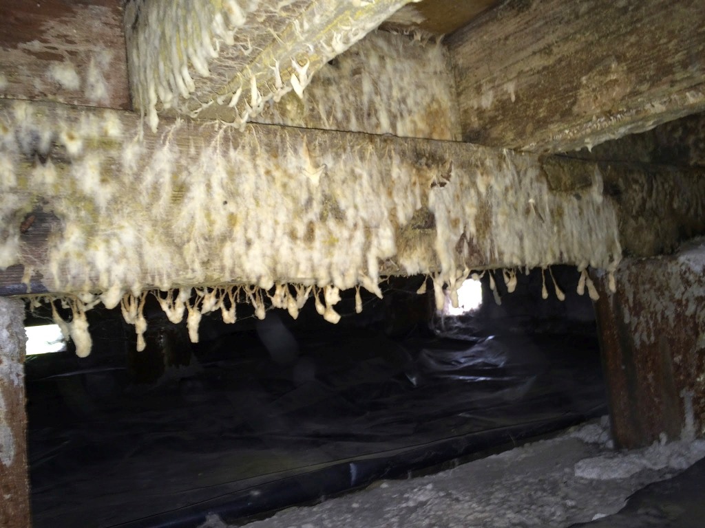 Severe mold growth in crawl space before treatment